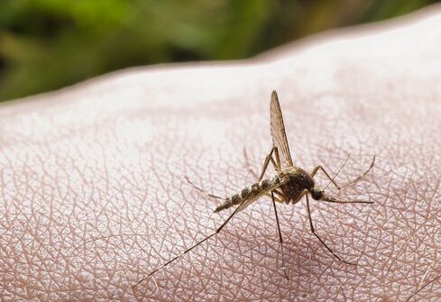 Puntura di zanzara come causa di infestazione da parassiti