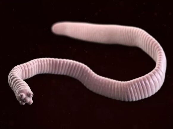 Tabbell nano