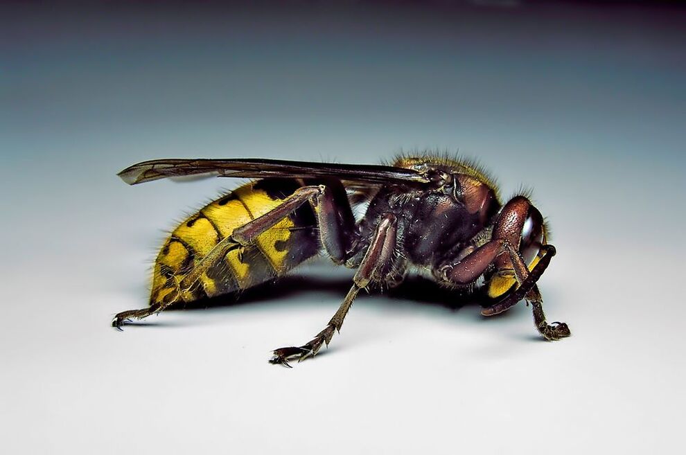 Gli insetti possono infettare gli esseri umani con i parassiti