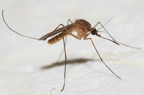 Le zanzare sono i principali portatori di parassiti della pelle
