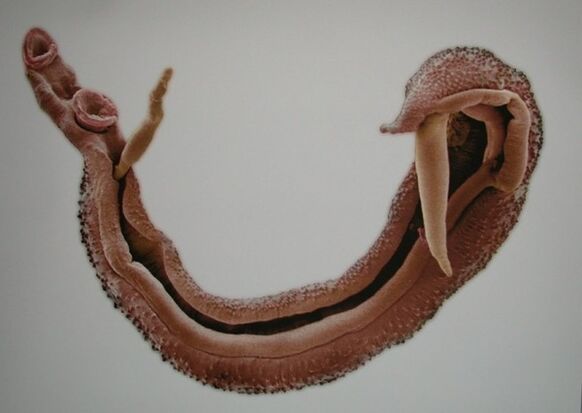 Schistosoma adulto