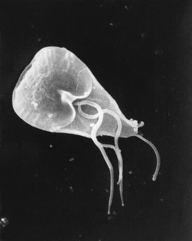 lamblia - un genere di parassiti protozoari flagellati